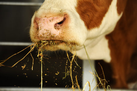 Ecological cow farmの写真素材