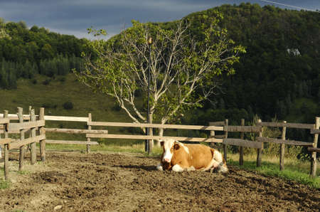 Ecological cow farmの写真素材