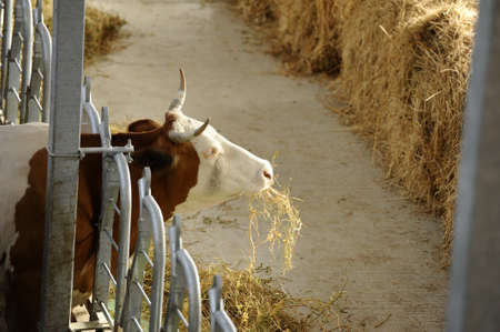 Ecological cow farmの写真素材