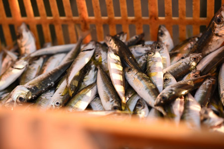 Fresh and raw anchovy, sprats and saurel just caught from the sea and sold in the local market
