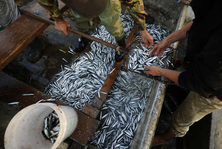 Fresh and raw anchovy, sprats and saurel just caught from the sea and sold in the local marketの写真素材