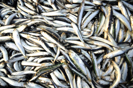 Fresh and raw anchovy, sprats and saurel just caught from the sea and sold in the local market