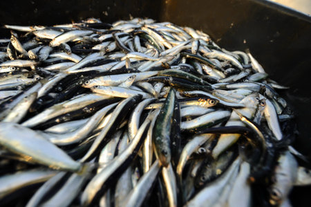 Fresh and raw anchovy, sprats and saurel just caught from the sea and sold in the local marketの写真素材