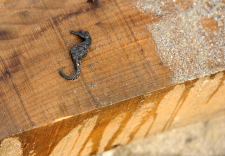 alive seahorse found on the shoreの写真素材