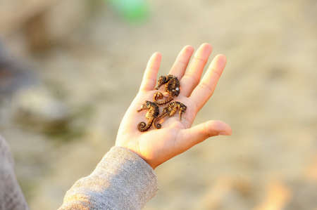 Seahorse hold in handの写真素材
