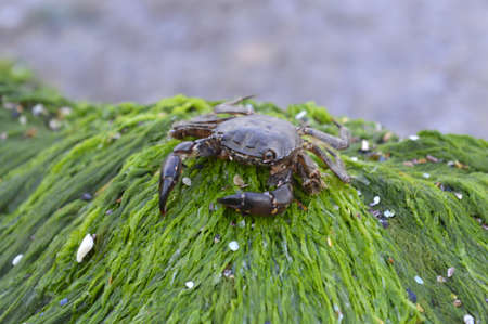 Crab in the nature at the Black Seaの写真素材