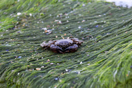 Crab in the nature at the Black Seaの写真素材