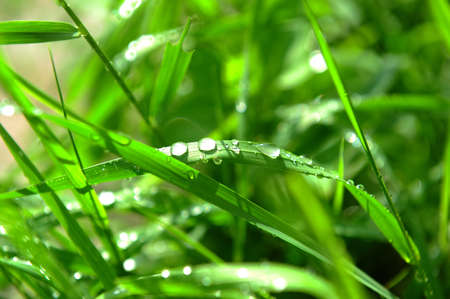 Dewdrops on the grassの写真素材