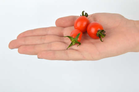 cherry tomato hold in handの写真素材