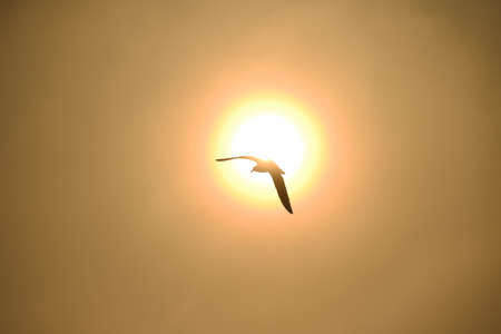 Seagulls flying in the dawnの写真素材