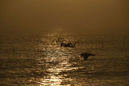 Seagulls flying in the dawnの写真素材