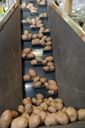Potatoes sorting lineの写真素材