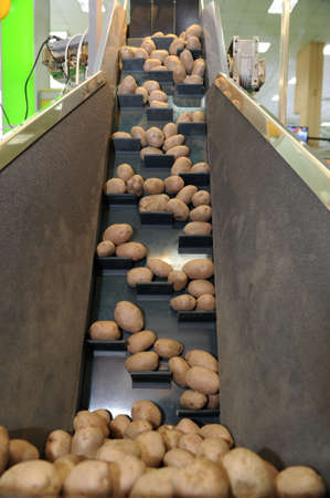 Potatoes sorting lineの写真素材