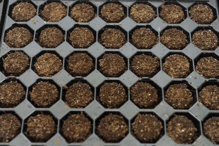 Vegetables seedlings in trays