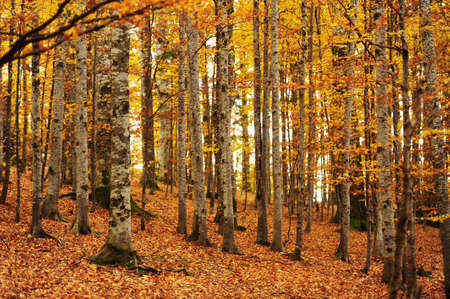 Autumn background in the Romanian Carpathiansの写真素材