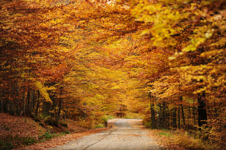 Autumn background in the Romanian Carpathians