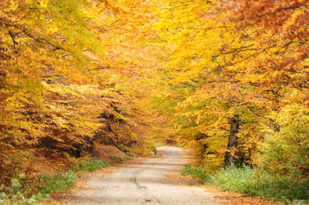 Autumn background in the Romanian Carpathiansの写真素材