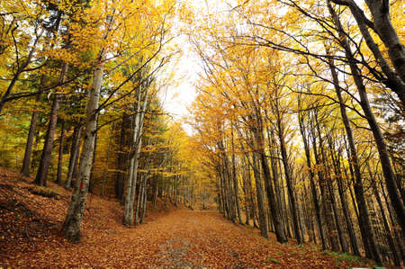 Autumn background in the Romanian Carpathiansの写真素材