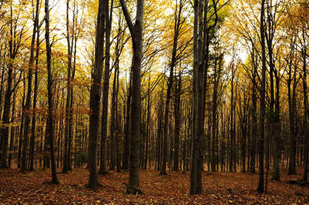 Autumn background in the Romanian Carpathiansの写真素材