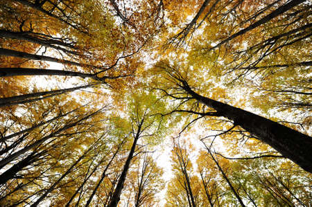 Autumn background in the Romanian Carpathiansの写真素材
