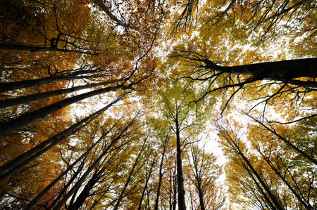 Autumn background in the Romanian Carpathians
