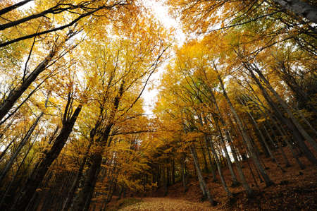 Autumn background in the Romanian Carpathiansの写真素材