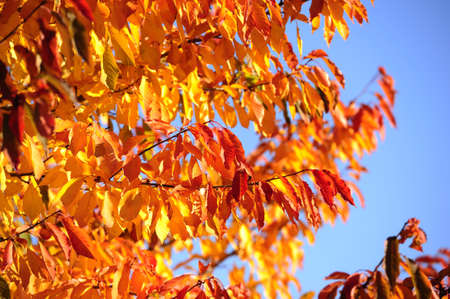 Autumn background in the Romanian Carpathiansの写真素材