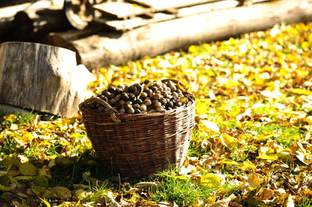 Walnuts in a wicker basket on a autumn backgroundの写真素材