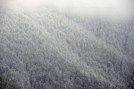 Coniferous forest in the winterの写真素材