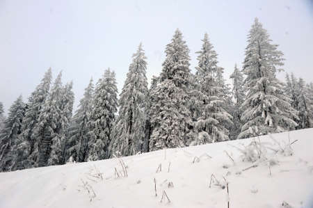 Coniferous forest in the winterの写真素材