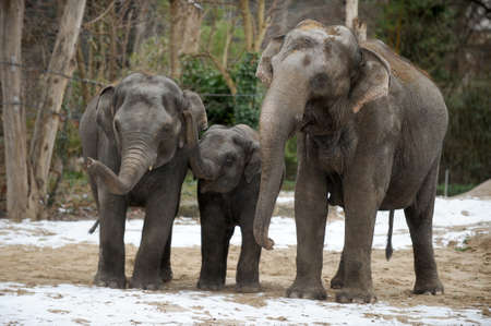 The three members of an elephant familyの写真素材