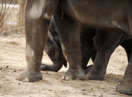 The three members of an elephant familyの写真素材
