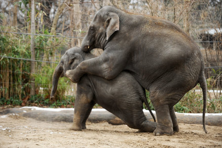The three members of an elephant familyの写真素材