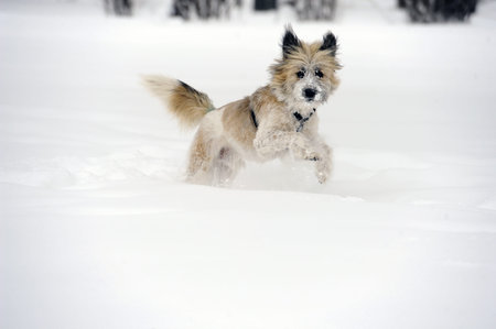 Cute dog playing happily in the snowの写真素材