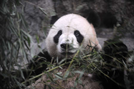 Close shot of a cute panda bearの写真素材