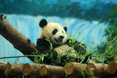 Close shot of a cute panda bearの写真素材