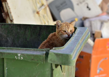 Stray cat in the garbage binの写真素材
