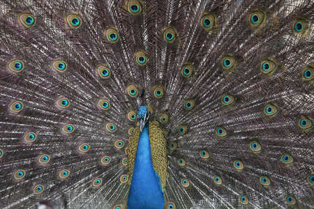 The train tail of an Indian Peacockの写真素材