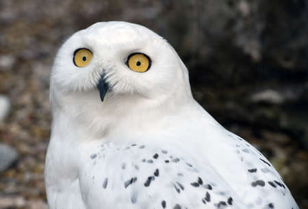 Snowy owl close upの写真素材