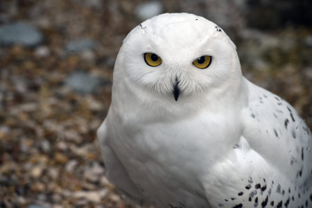 Snowy owl close upの写真素材