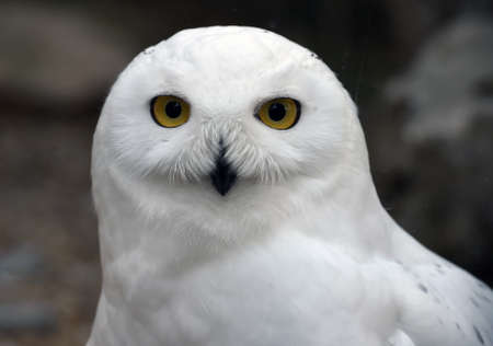 Snowy owl close upの写真素材