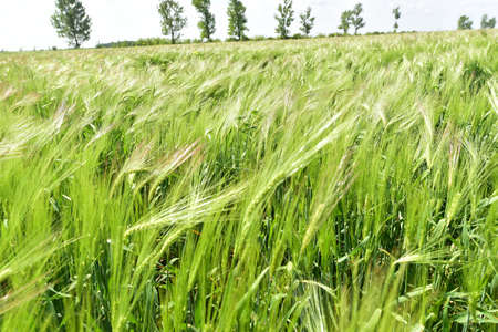 Green wheat field in the summerの写真素材