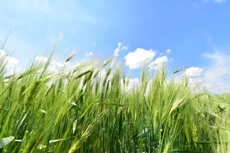 Green wheat field in the summerの写真素材