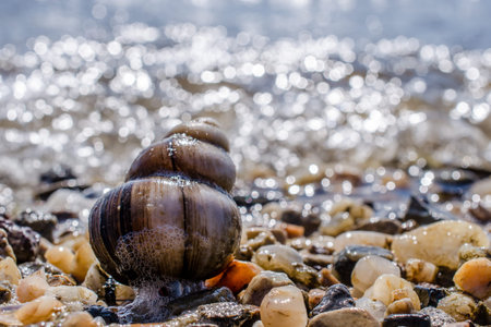 snail shellの写真素材