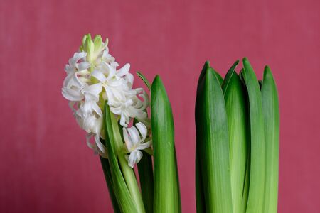 Close up of one delicate white Hyacinth or Hyacinthus flower in full bloom on a dark red backgroundの写真素材