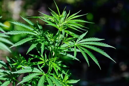 Fresh green organic hemp or cannabis leaves cultivated in an urban garden, in a summer day, beautiful outdoor monochrome green background photographed with soft focus, urban gardeningの写真素材