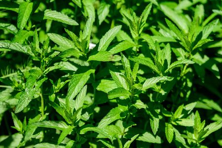 Close up of many fresh green lemon mint leaves in direct sunlight, in a herbs garden, in a sunny summer day, beautiful outdoor monochrome background photographed with soft focusの写真素材