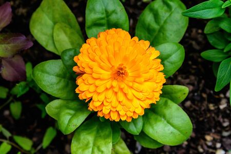 One vivid orange flower of Calendula officinalis plant, known as pot marigold, ruddles, common or Scotch marigold in a sunny summer garden, textured floral background photographed with soft focusの写真素材