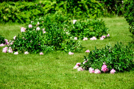 Bush with many large delicate vivid pink peony flowers in a British cottage style garden in a sunny spring day, beautiful outdoor floral background photographed with selective focusの写真素材