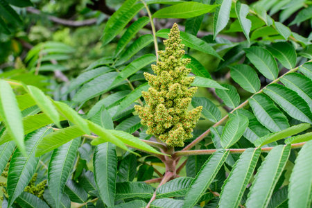 Minimalist monochrome background with large green leaves and small flowers of Rhus shrub, commonly...